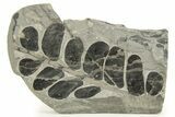 Carboniferous Fossil Fern (Neuropteris) - France #338437-1